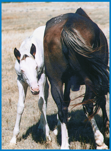 Medicine Hattie as a foal with her mother One cold March day I happened to - photo 3