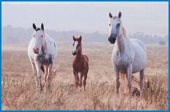 Medicine Hattie left and the other wild horses at the Black Hills Wild Horse - photo 4