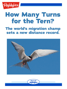 Alison Pearce Stevens - How Many Turns for the Tern?