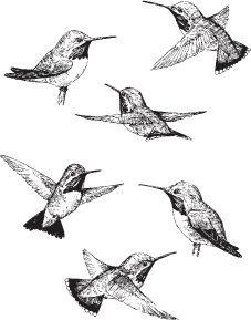 RICHARD CANNINGS Illustrations by Donald Gunn An Enchantment OF BIRDS - photo 1