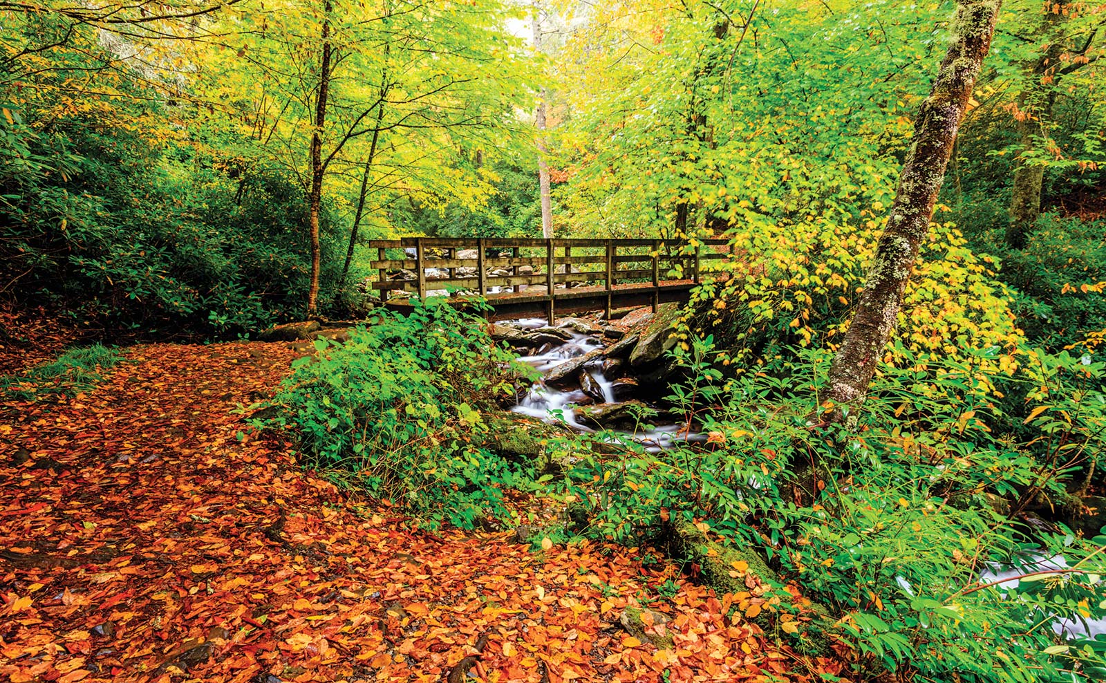 fall color in Great Smoky Mountains National Park Take the 30-mile Newfound - photo 11