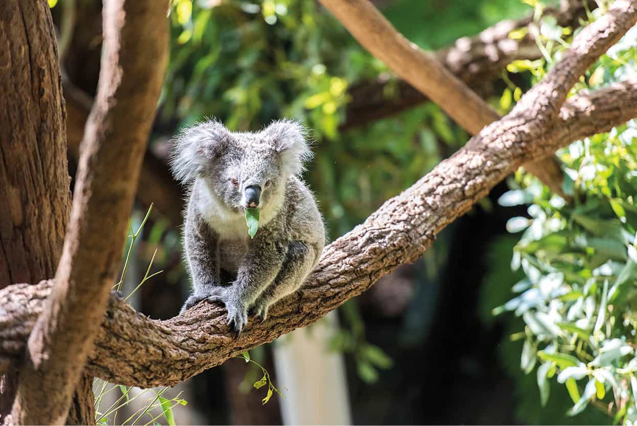 Top Attraction 6 Shutterstock Taronga Zoo Among the inmates are koalas and - photo 9