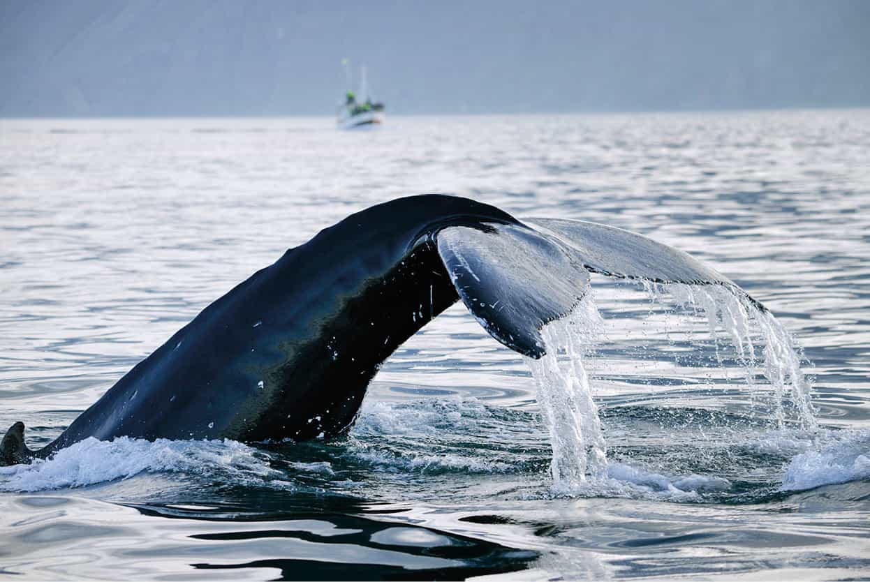 Top Attraction 4 iStock The Old Harbour Take to the waves on a whale-watching - photo 7