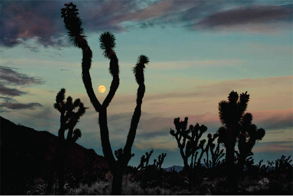 Joshua Sunset Kessler Peak For a little over a decade my wife and I loaded - photo 5