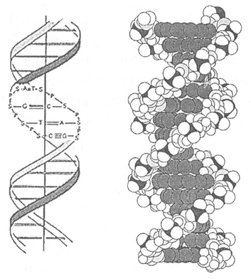 A DNA chain contains the genetic codes for life It is possible that if the - photo 5