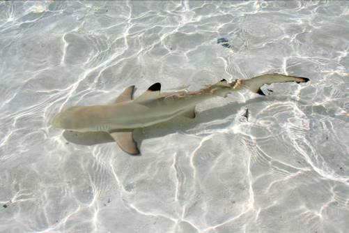 Figure 3 Baby sharks or pups as they are called are quite small only when - photo 3