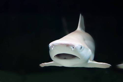 Figure 4 This shark could sink if it does not constantly and continuously - photo 4