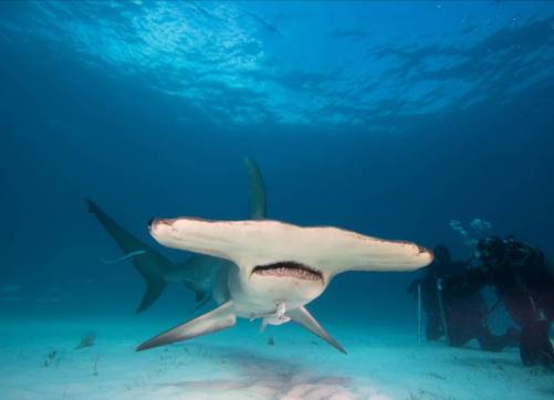 Figure 6 The scuba divers here are unharmed by the hammerhead shark But while - photo 6