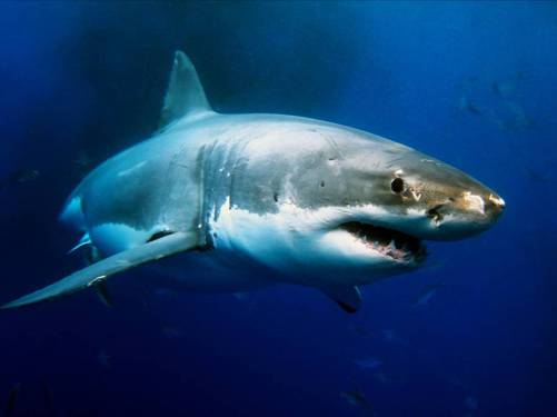 Figure 7 One of the most popular and the number 1 feared shark by humans the - photo 7