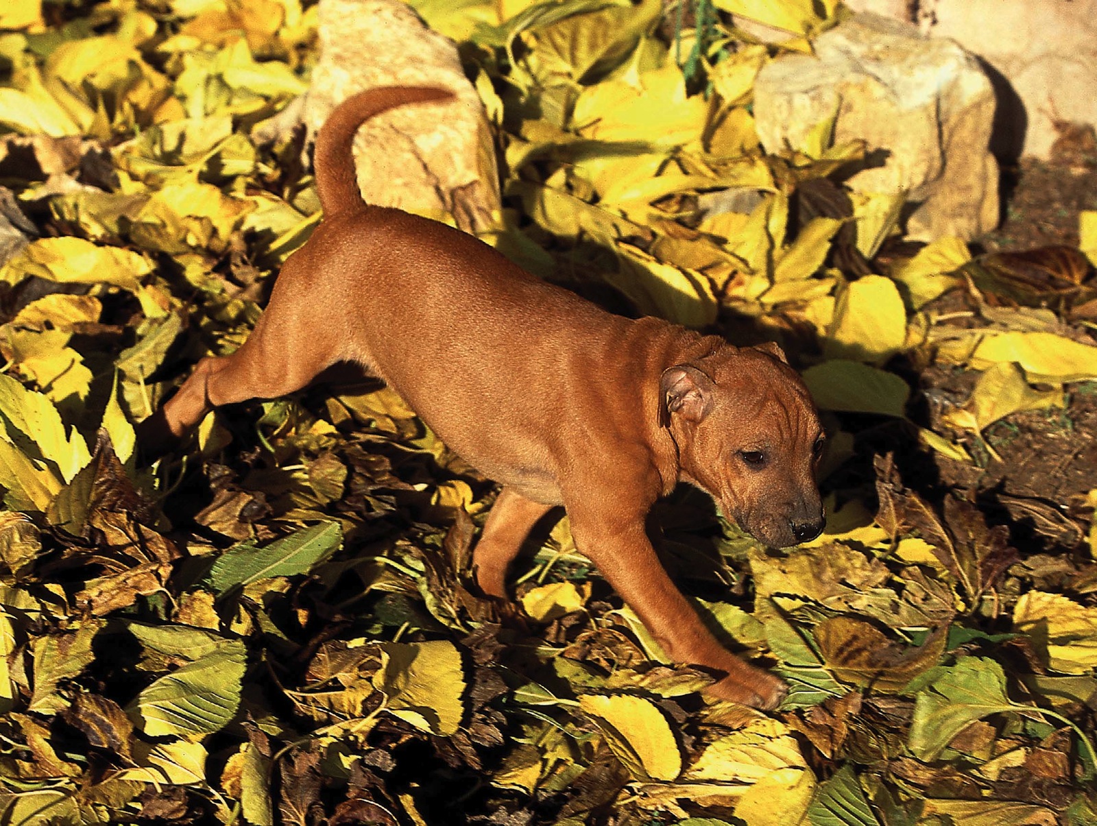 Your pup cant hold his bladder for more than four hours Creating a potty - photo 6