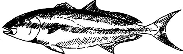 Amberjack Greater Amberjack Seriola dumerili An extremely strong and - photo 6