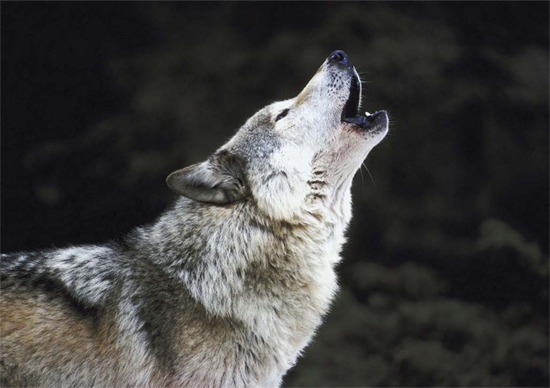 Wolves are the ancestors of domestic dogs They were first tamed by ancient - photo 4