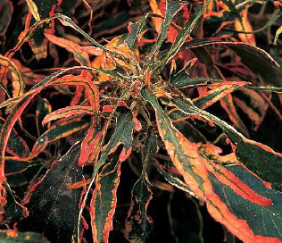 Acalypha wilkesiana KEY FACTS Flowers bright red intermittently year-round - photo 3