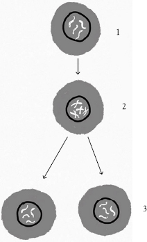 Figure 11 Mitosis 1 mother cell 2 duplication of chromosomes 3 2 - photo 5