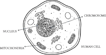 Figure I1 Cell Figure I2 Human chromosome An example might be stomach - photo 3