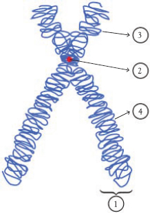 Figure I2 Human chromosome An example might be stomach acid This chemical is - photo 4