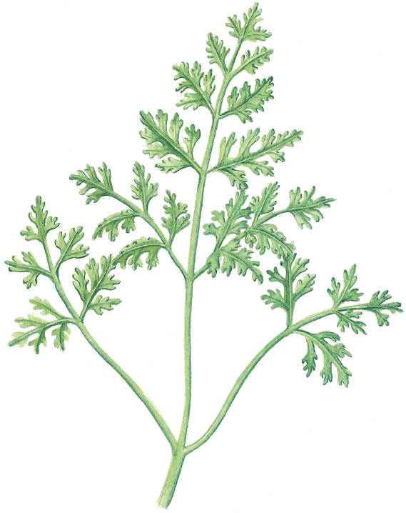 TASTES Faintly like liquorice and similar to parsley WHEN TO PLANT July or - photo 11