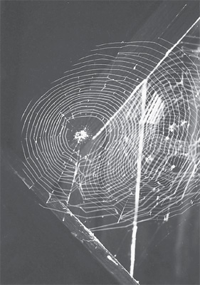 Spider web Photo by Dawn Brunke Introduction The Web I dont understand it - photo 4