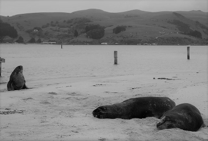 Seals lying on The Mole at Aramoana T he two books written about the Aramoana - photo 11