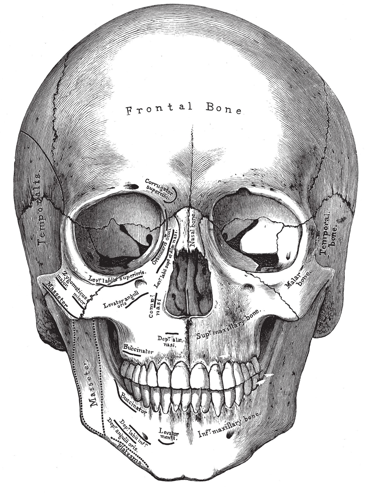 PLATE IIBONES OF THE SKULL Fig iOccipital Bone - photo 2