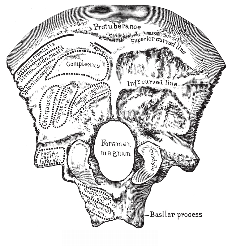 Fig iOccipital Bone Fig iiParietal Bone Fig iiiFrontal Bon - photo 3