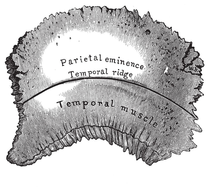 Fig iiParietal Bone Fig iiiFrontal Bone Fig ivTemporal Bon - photo 4