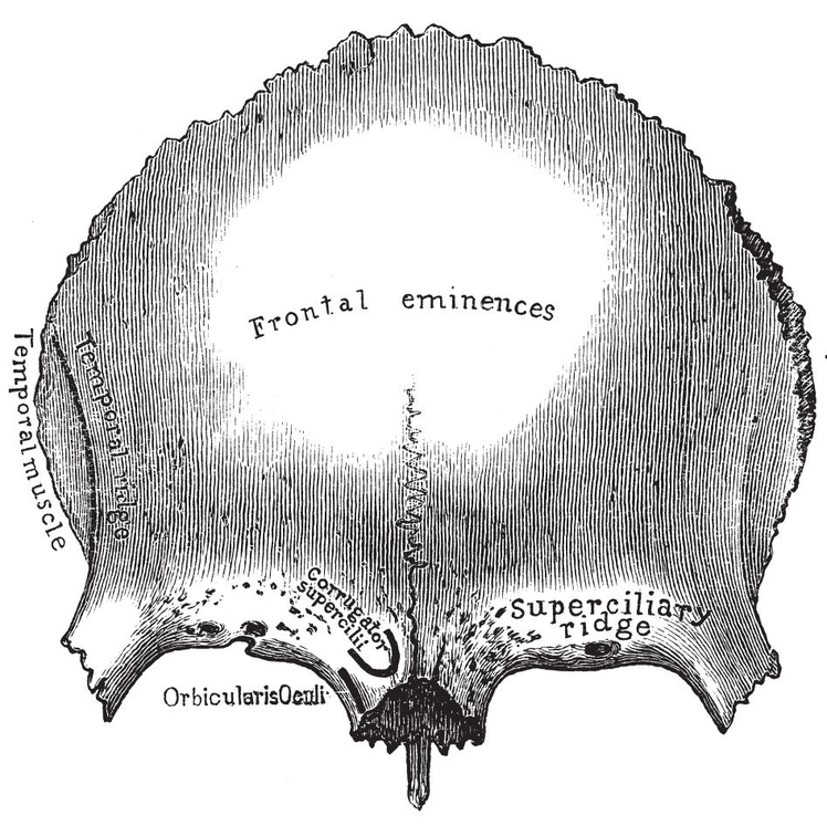 Fig iiiFrontal Bone Fig ivTemporal Bone PLATE IIIBONES OF THE - photo 5