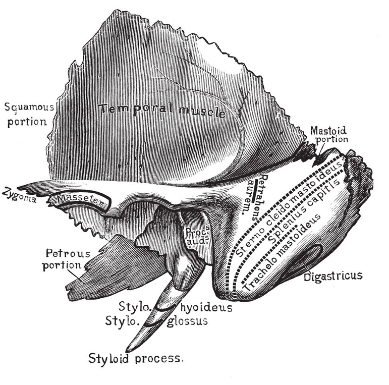 Fig ivTemporal Bone PLATE IIIBONES OF THE SKULL Fig iSkull - photo 6