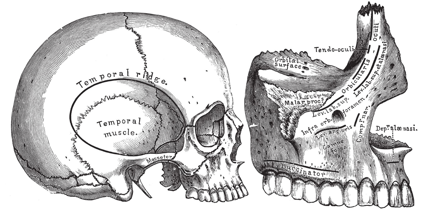 Fig iSkull Fig iiUpper Jaw Fig iiiLower Jaw external Fig - photo 7