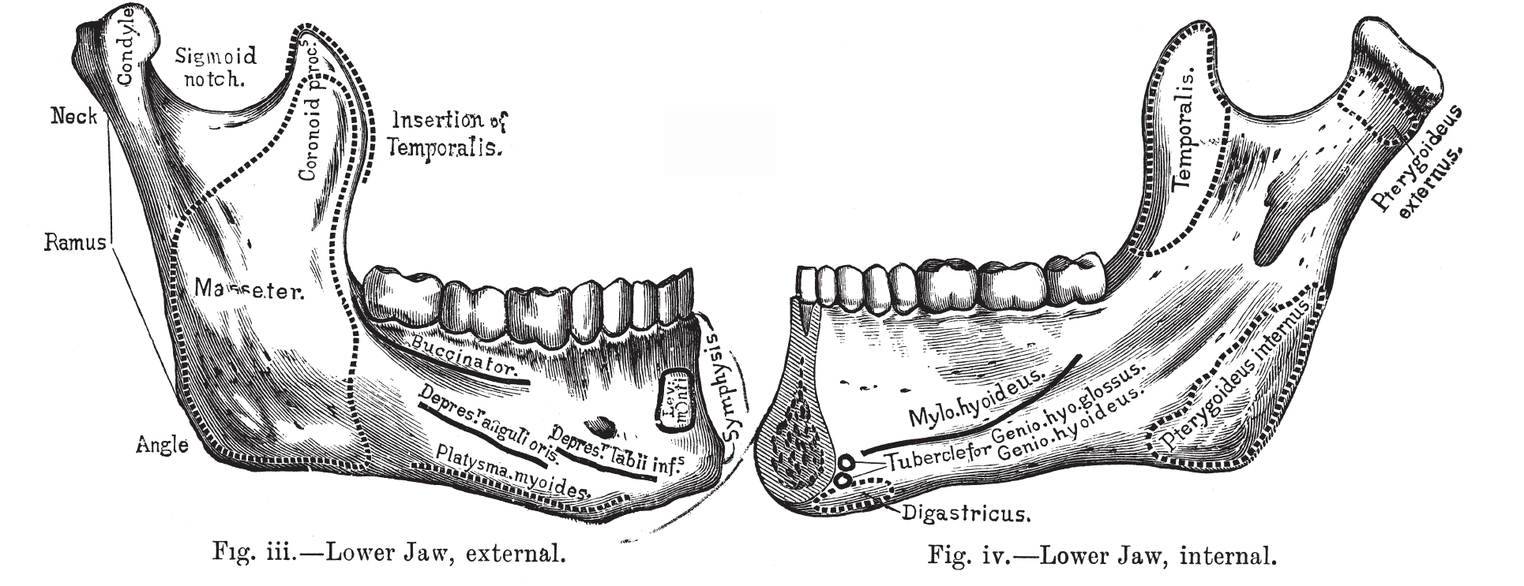 Fig iiiLower Jaw external Fig ivLower Jaw internal Fig vCheek - photo 8