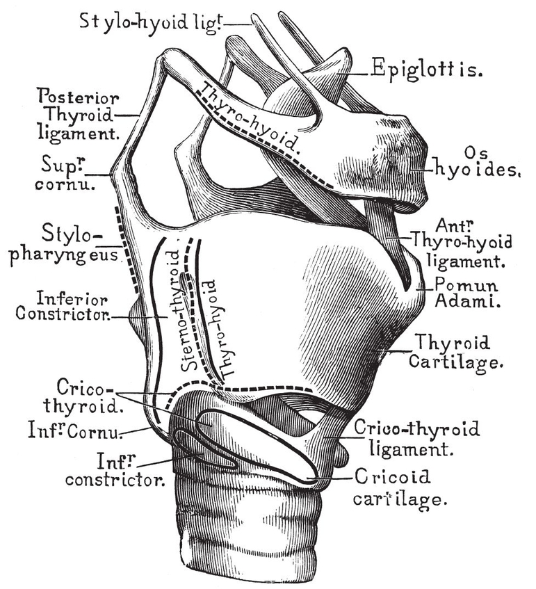 Fig viLarynx PLATE IVVERTEBR AND RIBS BACK VIEW PLATE IVAVERTEBR - photo 10