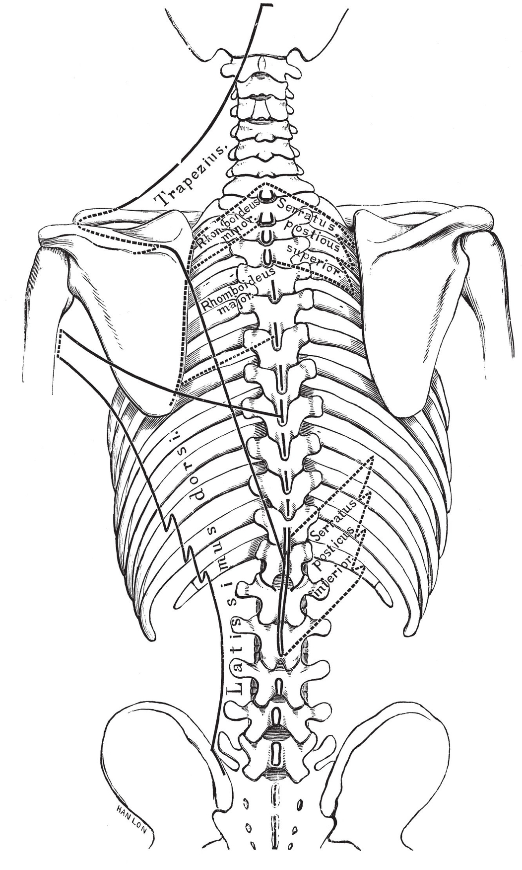 PLATE IVAVERTEBR OF THE NECK Fig iBack View - photo 11