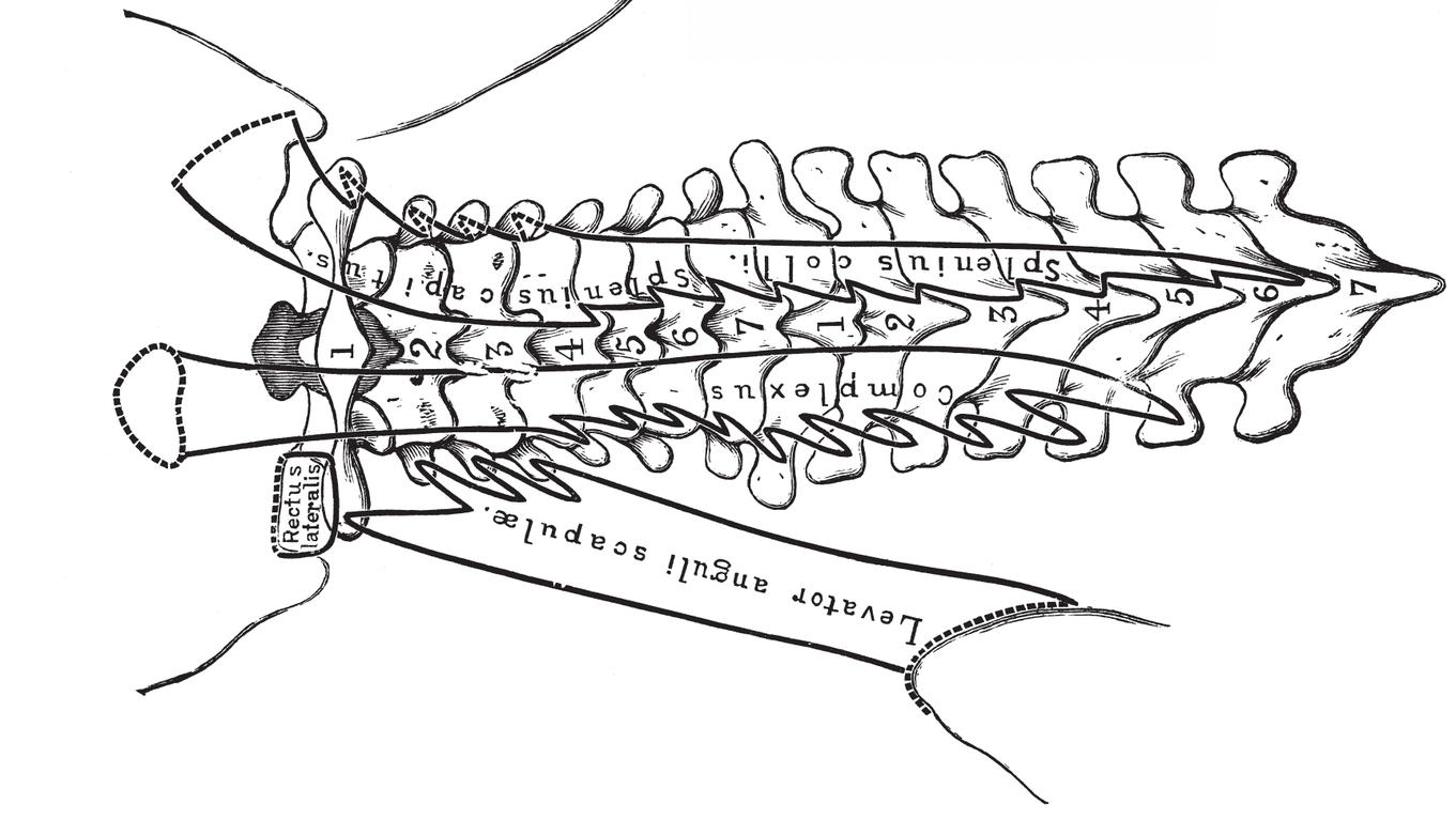 Fig iBack View Fig iiOccipital Bone and three first Vertebr - photo 12