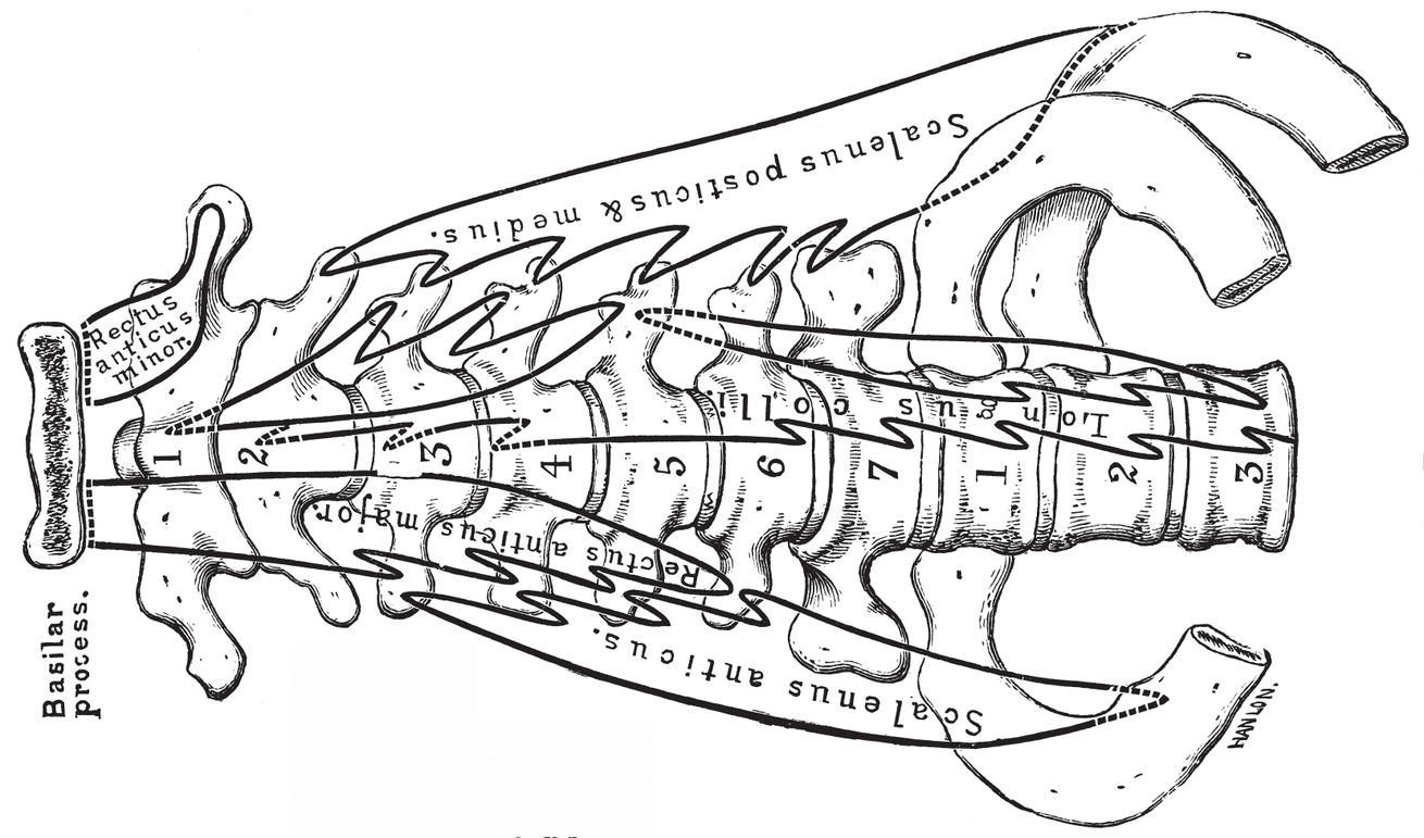 Fig iiiFront View PLATE VVERTEBR Fig iLumbar Vertebra from the - photo 14