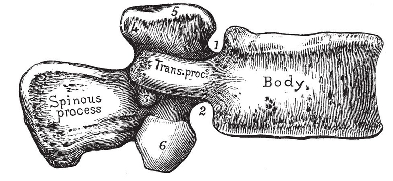 Fig iLumbar Vertebra from the right side1 Superior notch 2 Inferior - photo 15