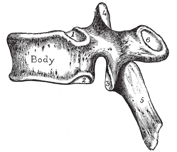 Fig iiDorsal Vertebra from the left side1 and 2 Superior and inferior - photo 16