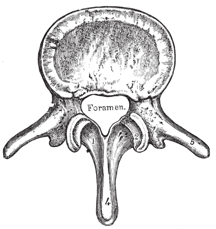 Fig iiiLumbar Vertebra from above1 The lamina 2 Superior articular - photo 17