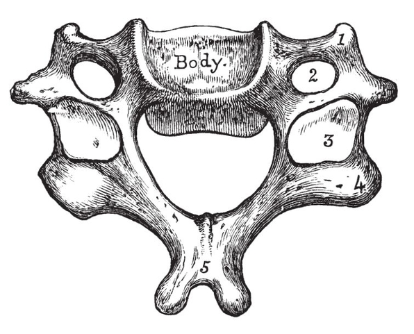 Fig ivThird Cervical Vertebra from above1 Anterior tubercle 2 Foramen - photo 18