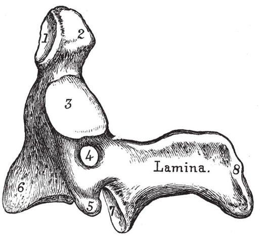 Fig vSecond Cervical Vertebra or Axis side view 1 Articular surface for - photo 19