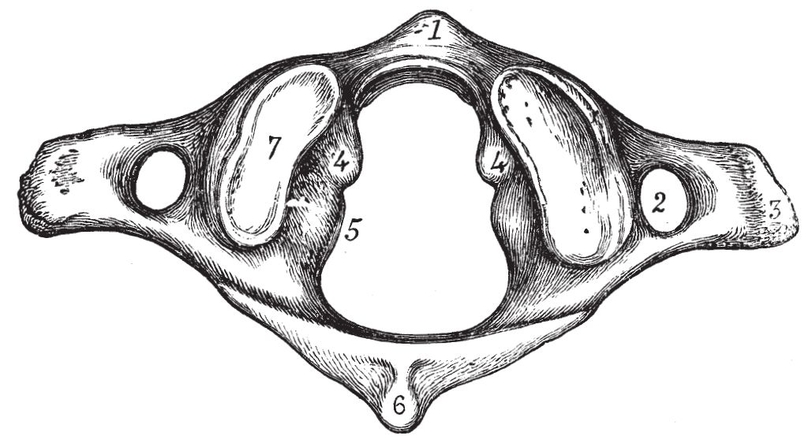 Fig viFirst Cervical Vertebra or Atlas from above1 Anterior arch with a - photo 20