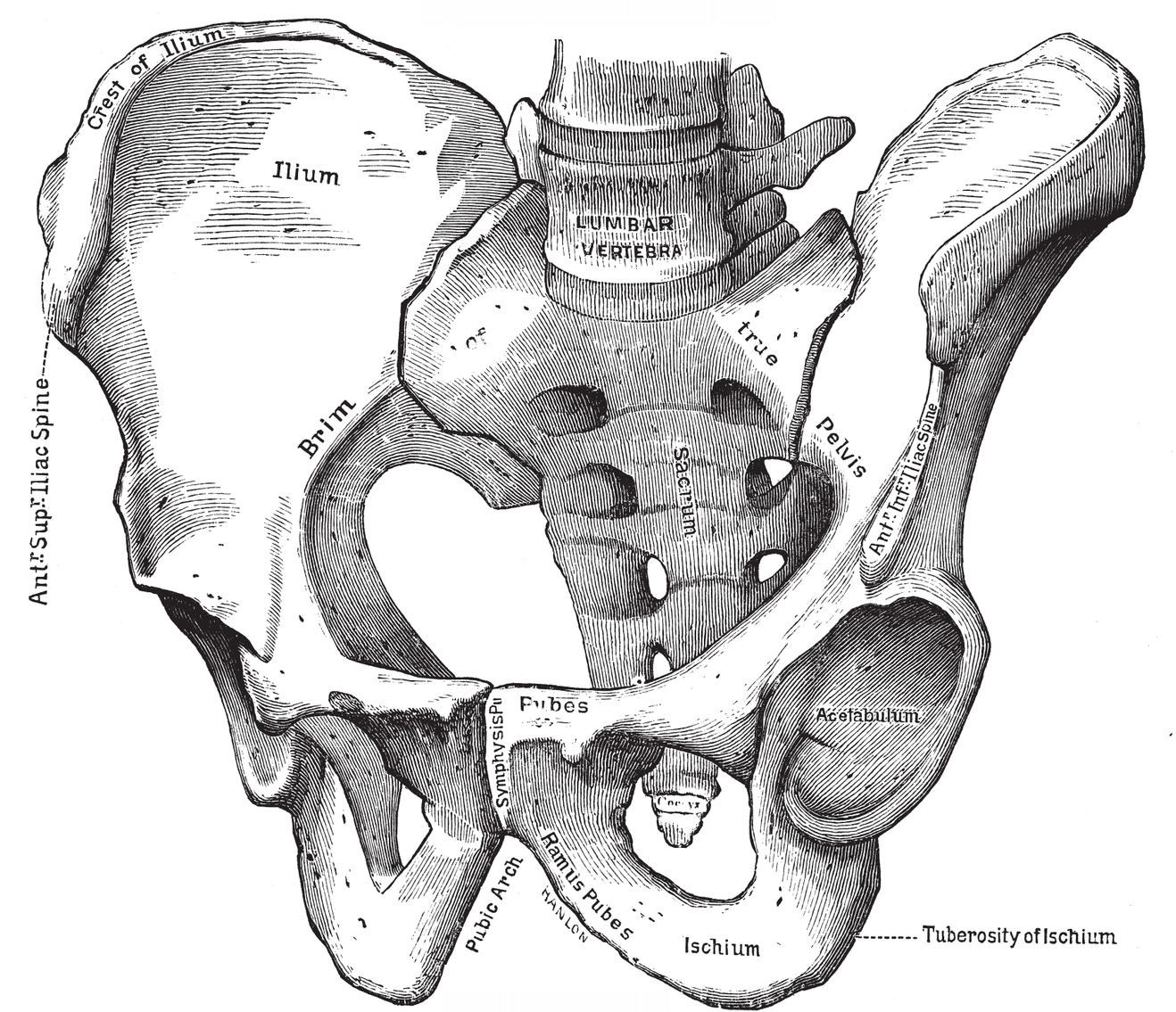 From before From behind PLATE IXBONES OF THE PELVIS - photo 23