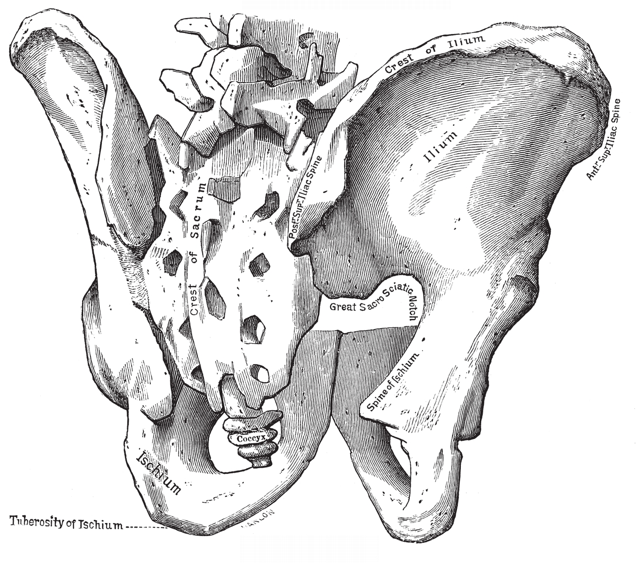 From behind PLATE IXBONES OF THE PELVIS Ischium and Pubes - photo 24