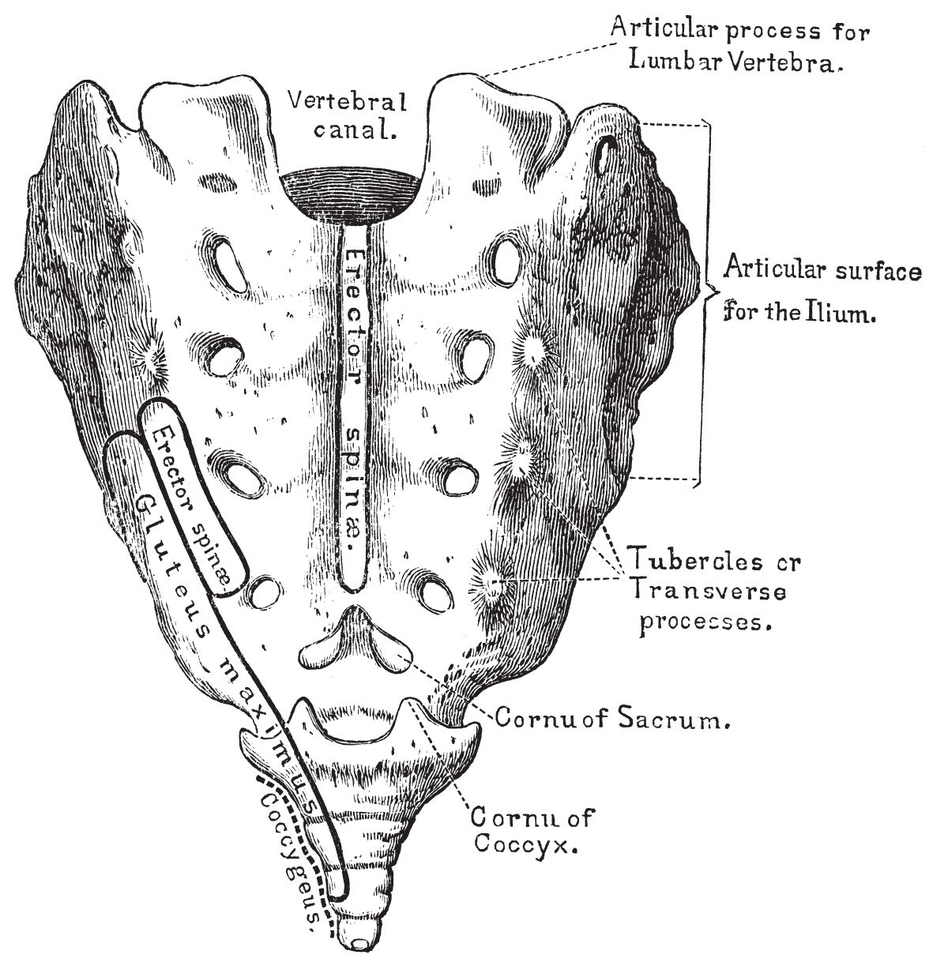 Sacrum PLATE XINNOMINATE BONES From outside - photo 26