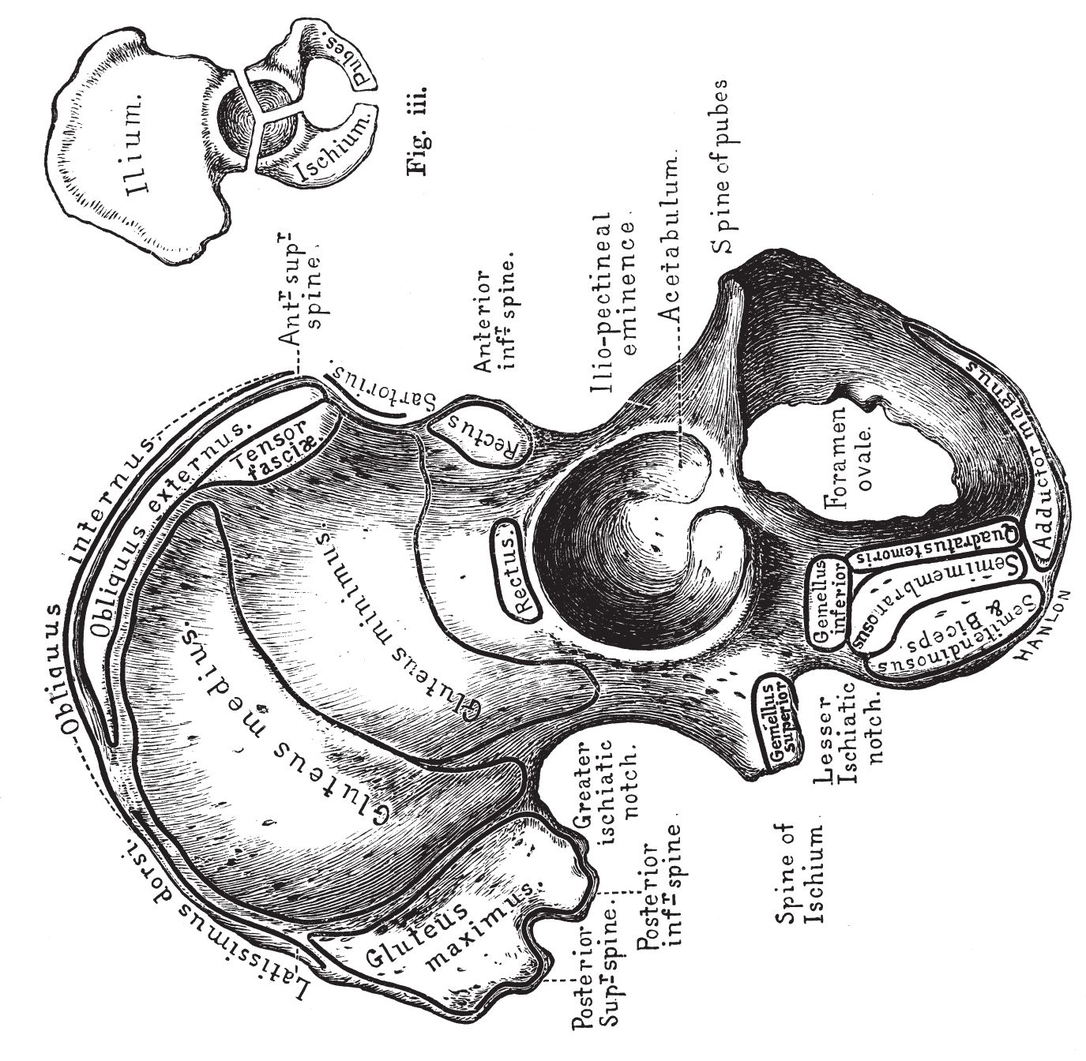 From outside From inside PLATE XIFEMUR - photo 27