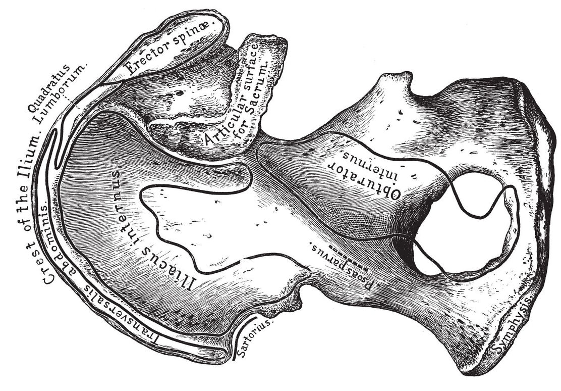 From inside PLATE XIFEMUR Anterior surface Posterior - photo 28