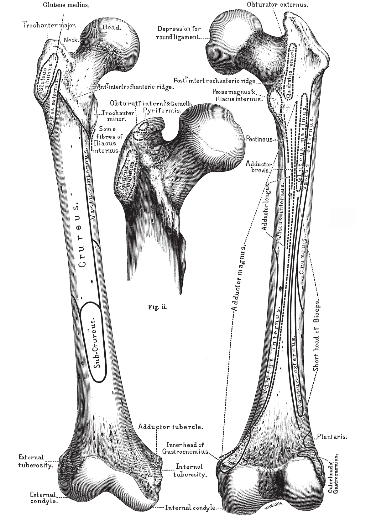 Anterior surface Posterior surface PLATE XIIBONES OF THE LEG - photo 29