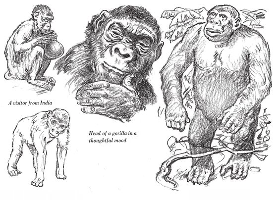 The ape walks on its knuckles Bull When drawing always try to capture the - photo 19