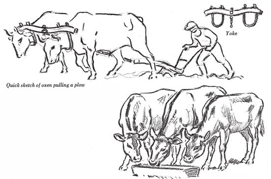 Coyote and pups Outline studies with a pen teach accuracy mistakes cannot be - photo 24