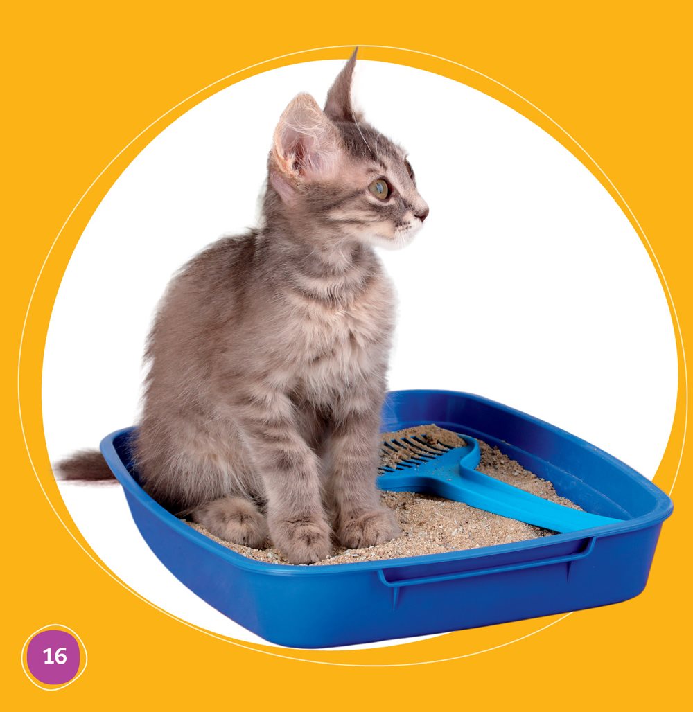 We train our cat to use a litter box We take turns cleaning it Why do we - photo 16