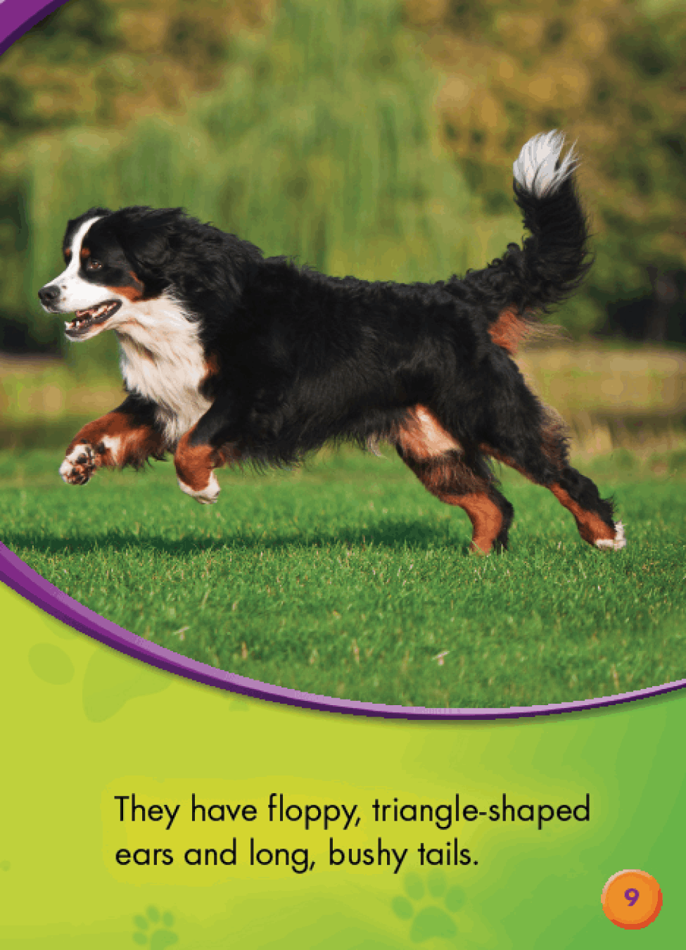 Cavalier King Charles Spaniels - photo 34